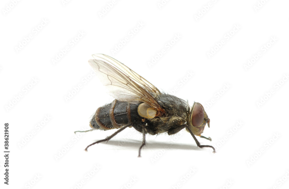 fly fly