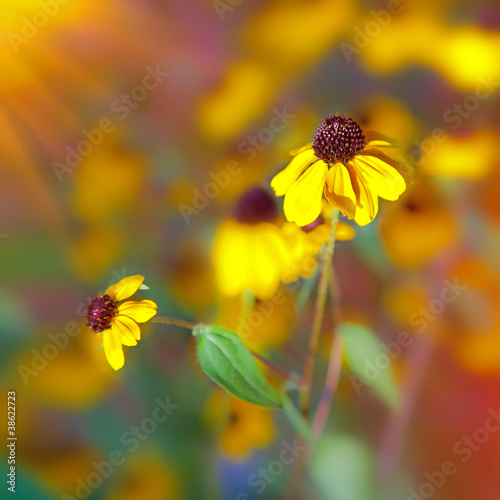 Bright sun and yellow flowers on field