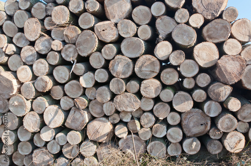 Stack of logs in the Dutch field