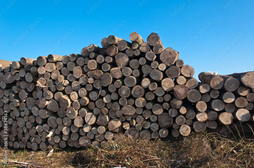 Stack of logs in the field