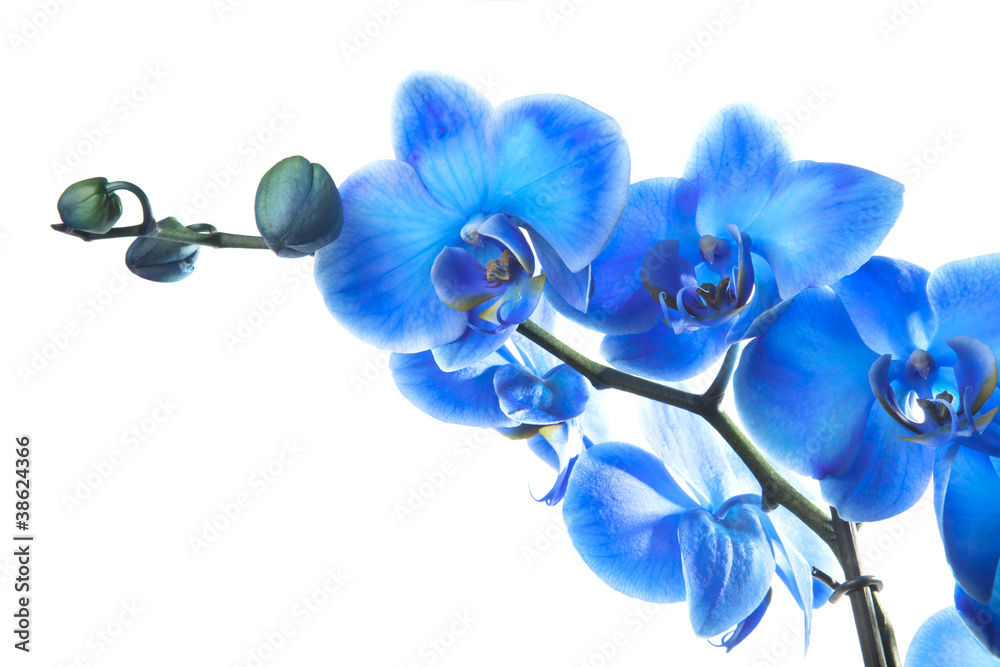 Orchidée Bleue Stock Photo | Adobe Stock