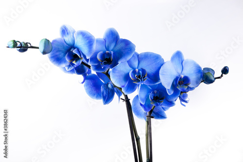 Fototapeta Naklejka Na Ścianę i Meble -  Orchidée Bleue