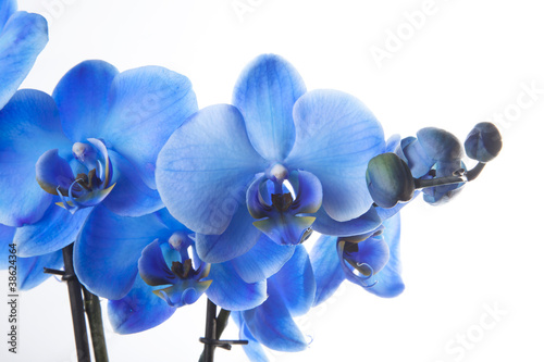 Fototapeta Naklejka Na Ścianę i Meble -  Orchidée Bleue