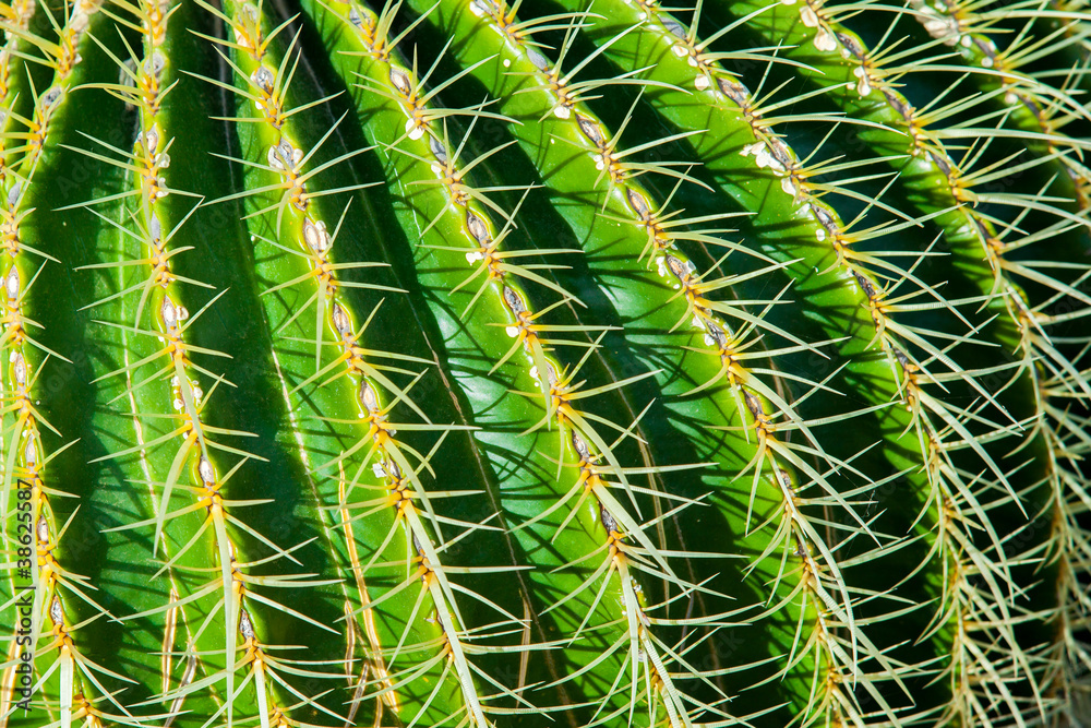 Close-up cactus Close-up cactus