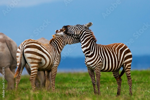 Zebras in the Lake Nakuru National Park in Kenya  Africa