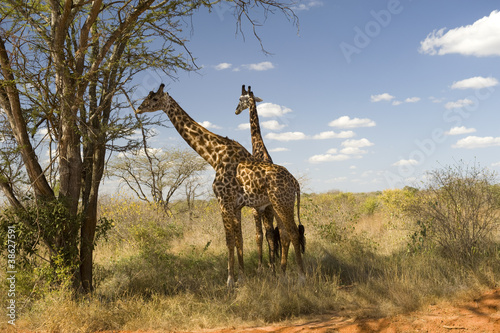 Giraffes  Amboseli National Park