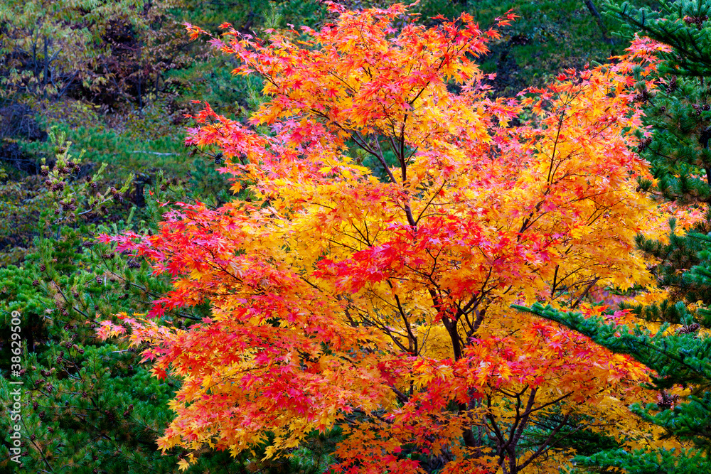 紅い椛