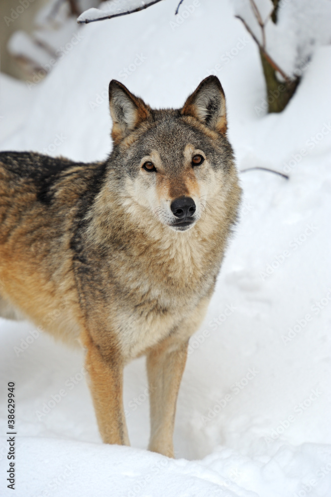 Fototapeta premium Wolf in winter