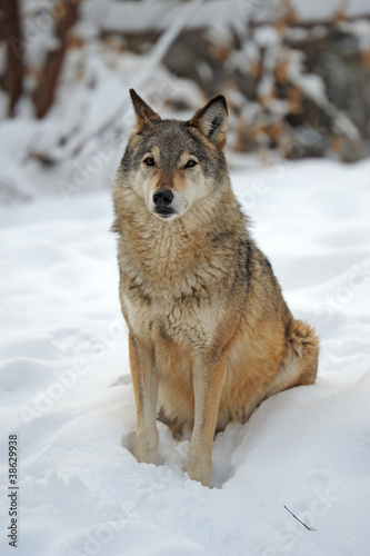 Wolf in winter © kyslynskyy