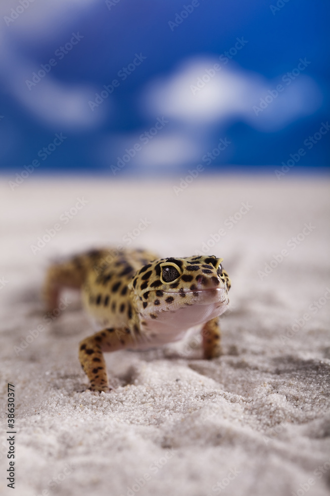Naklejka premium Gecko