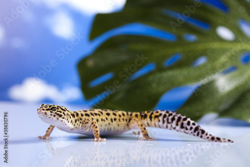 Gecko © Sebastian Duda