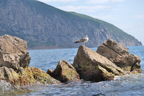 sea gull on stone