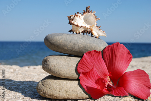 seashell and hibiskus photo