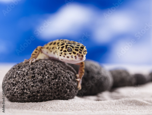 Gecko reptile, Lizard
