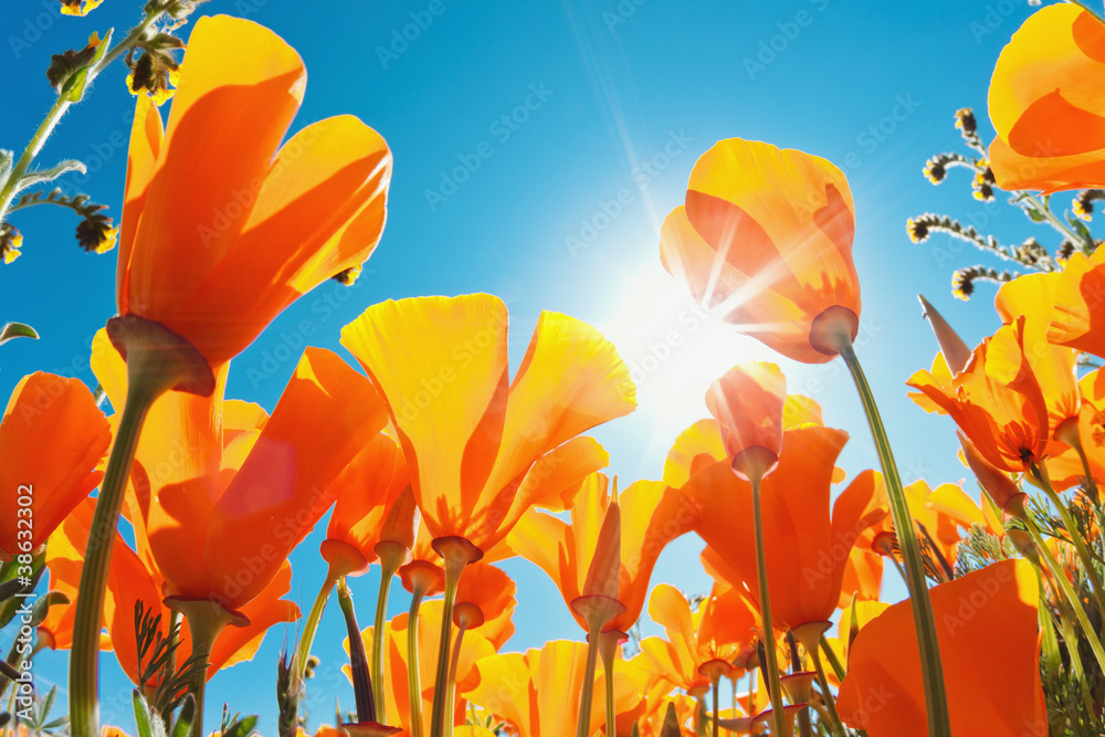 Fototapeta premium Piękne wiosenne kwiaty