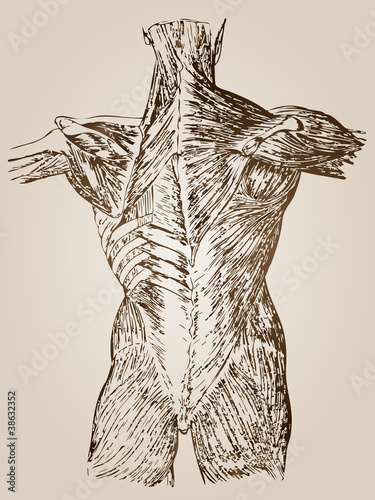 High resolution vintage anatomy sketch drawing