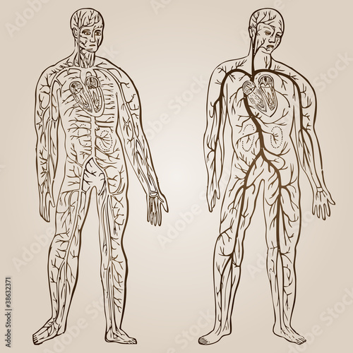 High resolution vintage anatomy sketch drawing
