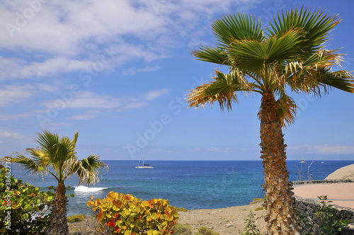 Palm tree and sea at Tenerife
