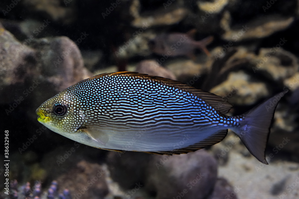 Fish Fish