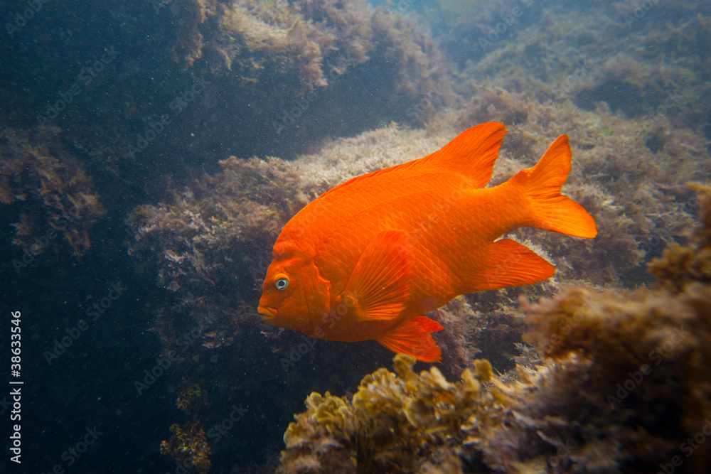 Obraz premium Garibaldi in Ocean in Southern California