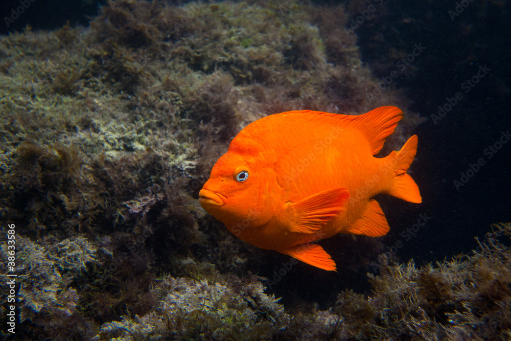 Naklejka premium Garibaldi in the Ocean in Southern California