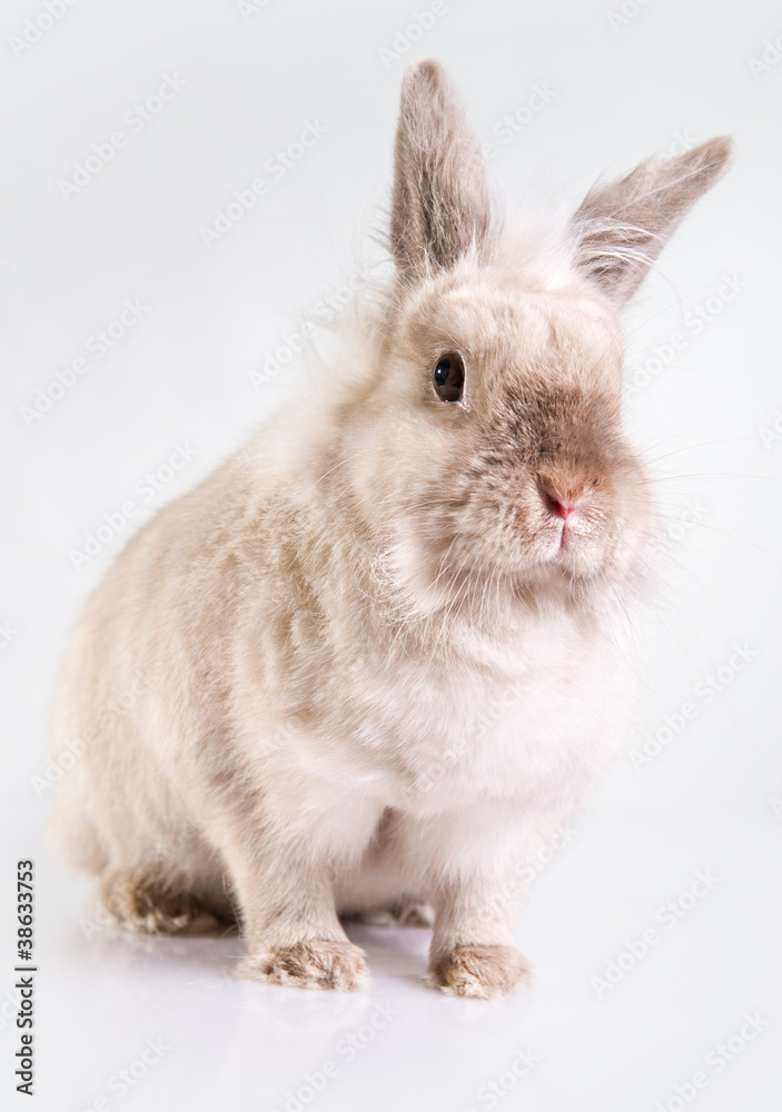 Adorable bunny Adorable bunny