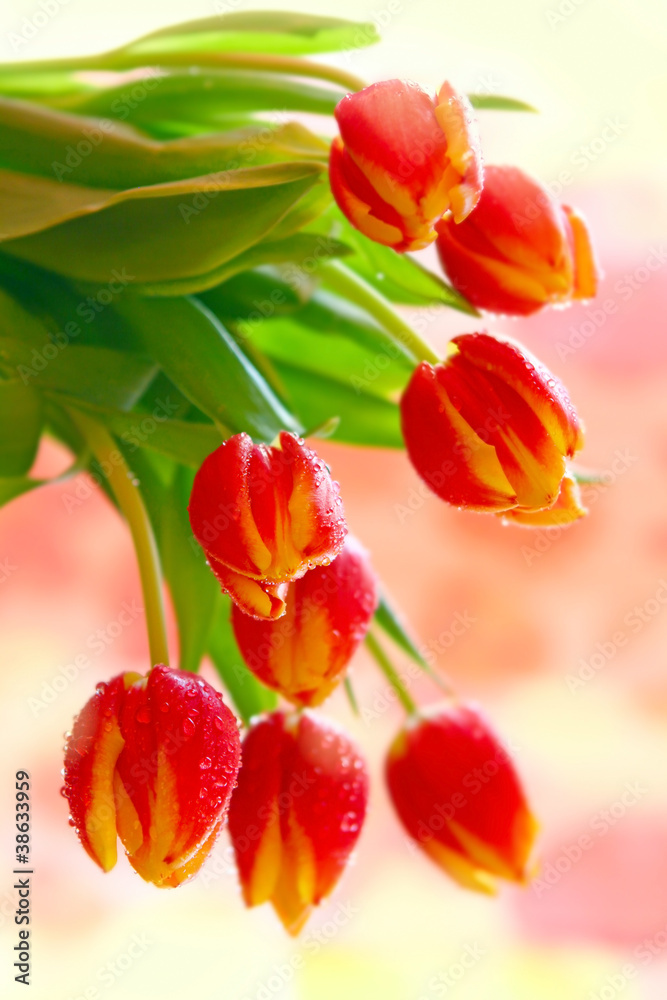 Fototapeta premium Tulpen,Blumenstrauß