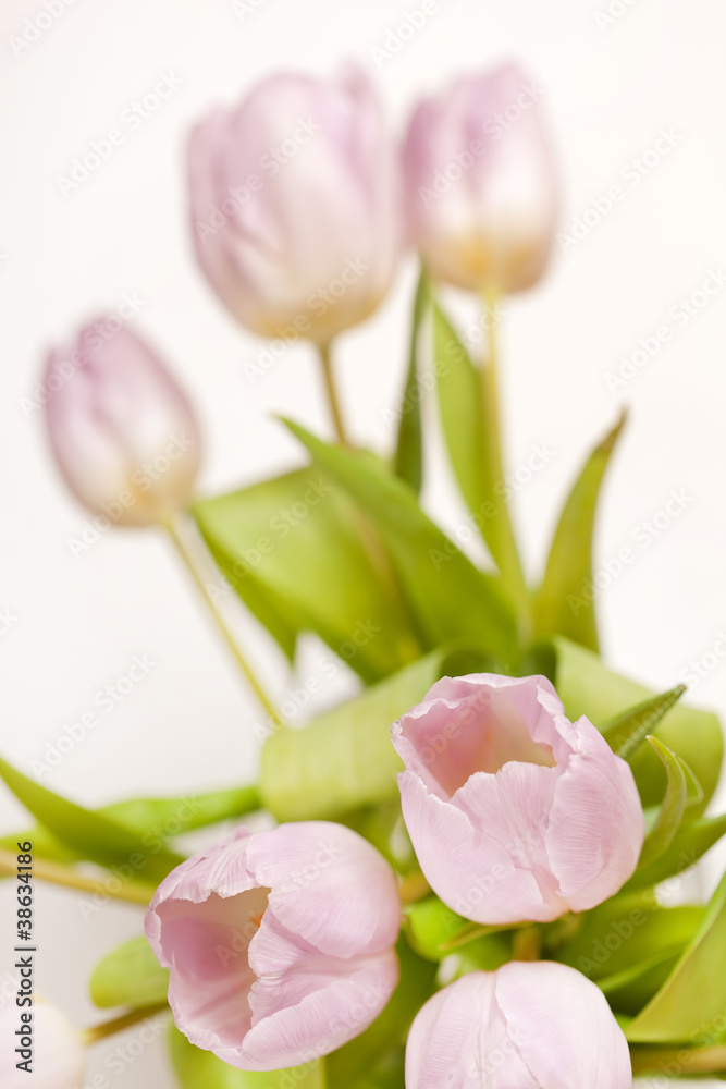 pink tulips in the vase pink tulips in the vase