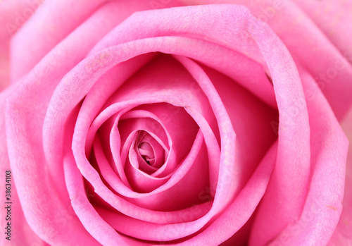 Pink rose closeup