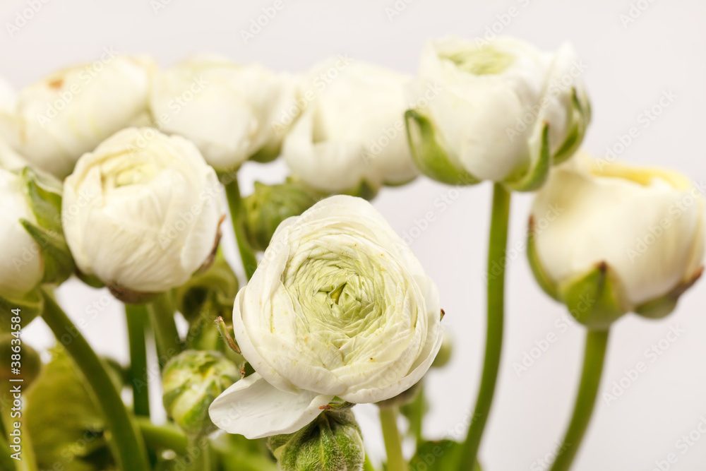 Fototapeta premium white Ranunculus