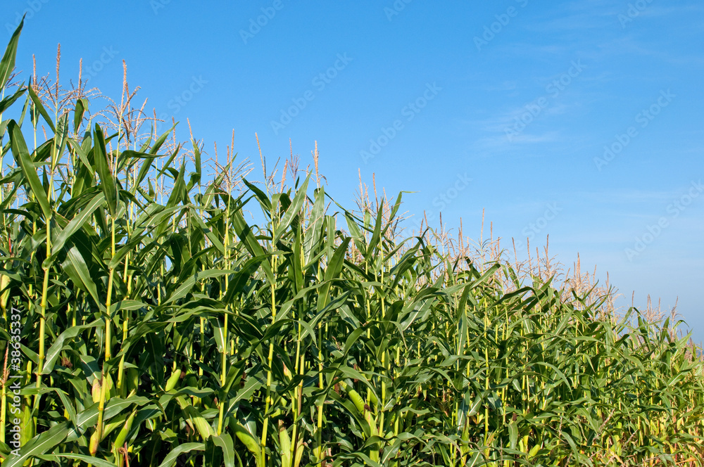 Maisfeld Maisfeld