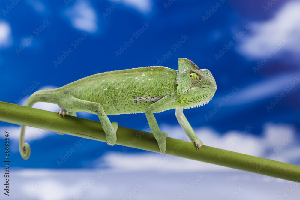 Fototapeta premium Chameleon on the blue sky