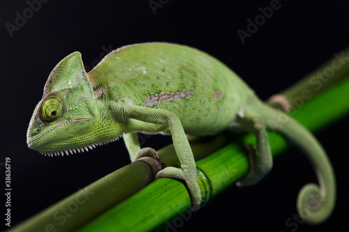 Dragon, Green chameleon © Sebastian Duda