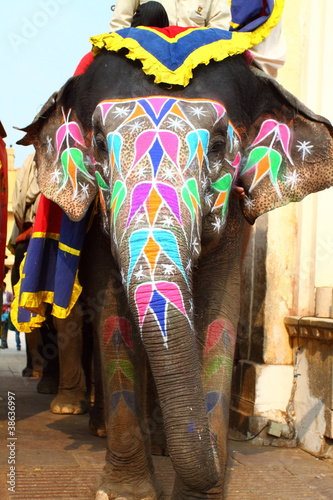 Elephant. India, Jaipur, state of Rajasthan.