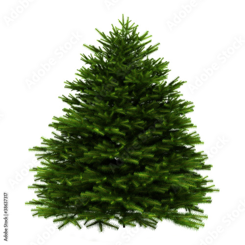 momi fir tree isolated on white background photo