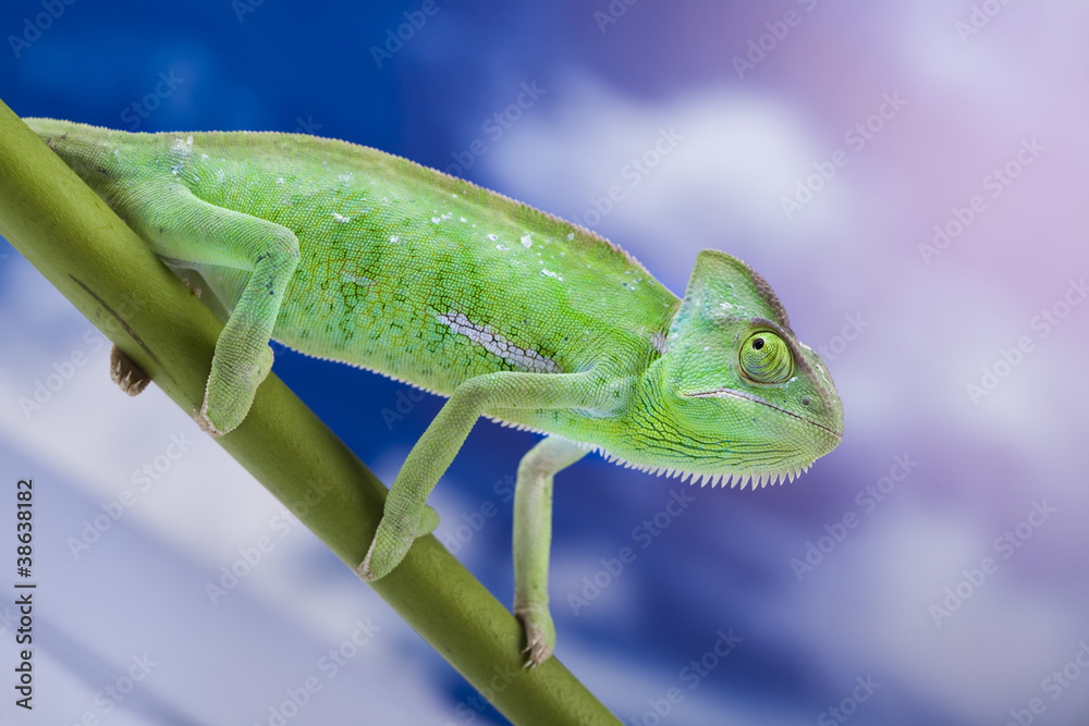 Fototapeta premium Chameleon on the blue sky