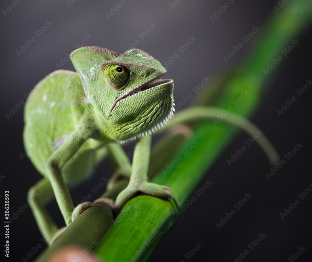Fototapeta premium Dragon, Green chameleon
