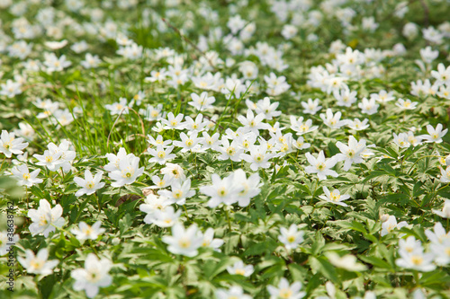 Fototapeta Naklejka Na Ścianę i Meble -  carpet of Anemone nemorosa