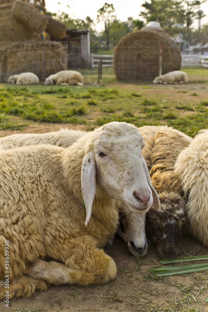 Livestock farm, herd of sheep Livestock farm, herd of sheep