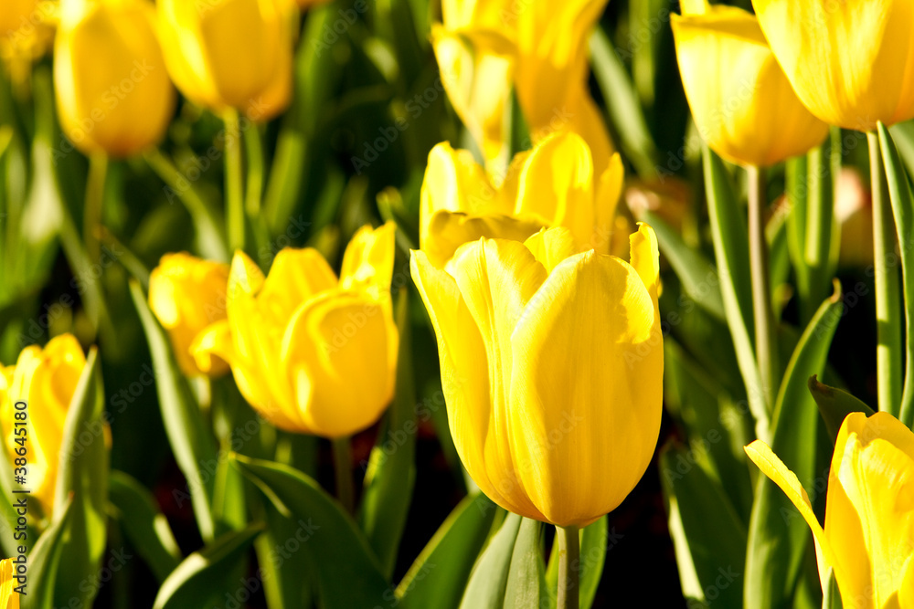 yellow tulip