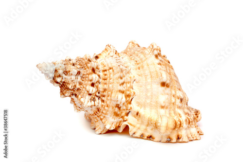 Sea cockleshell on a white background