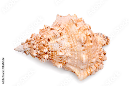 Sea cockleshell on a white background