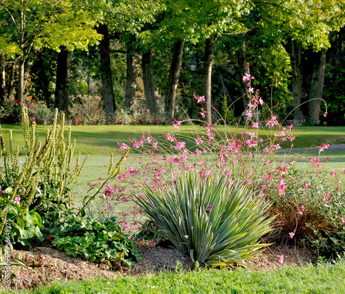 Gaura lindheimeri dans massif de plantes