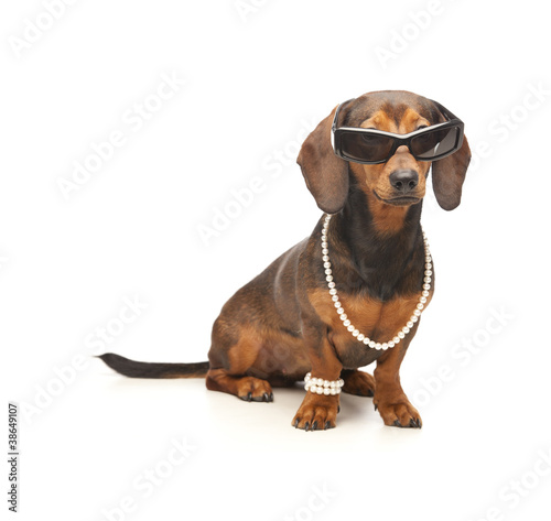 dachshund with sunglasses