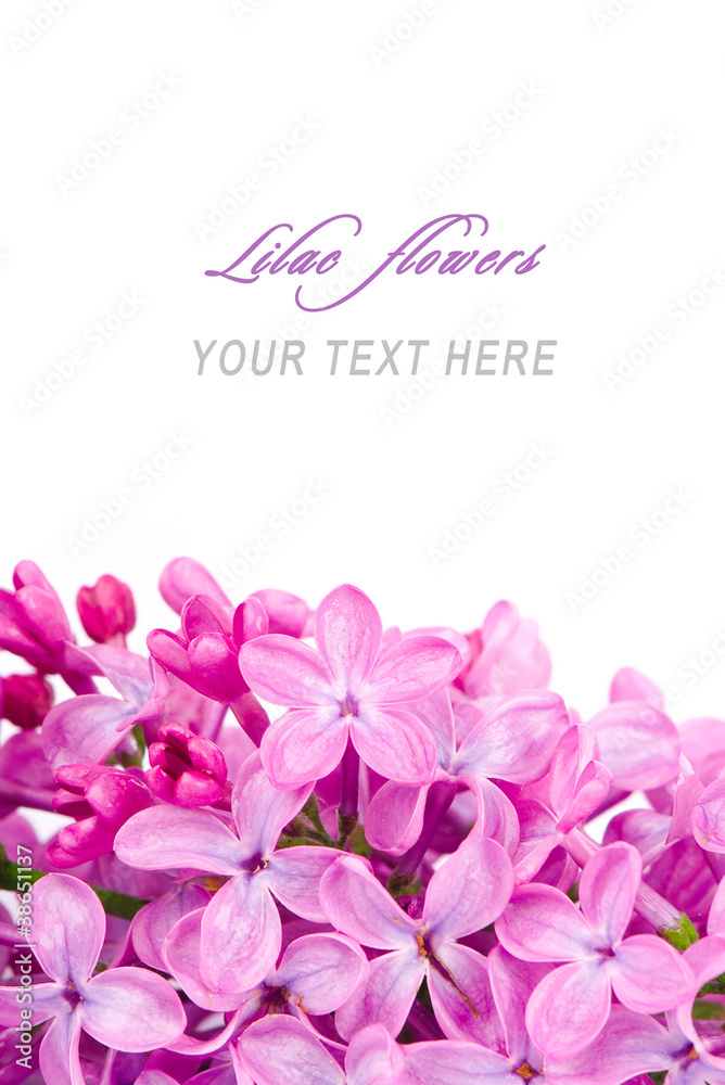 Lilac flowers with sample text