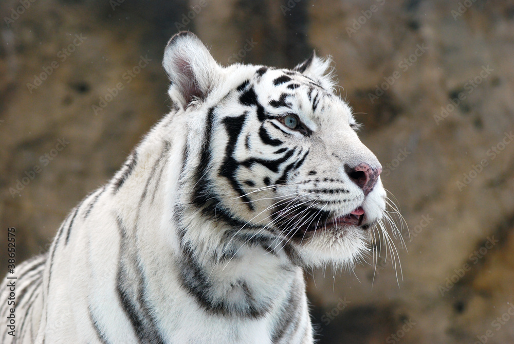 Fototapeta premium white Tiger