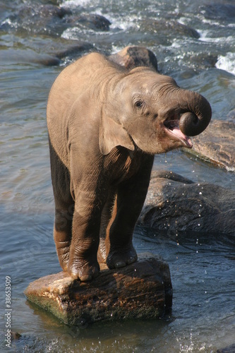 baby elephant