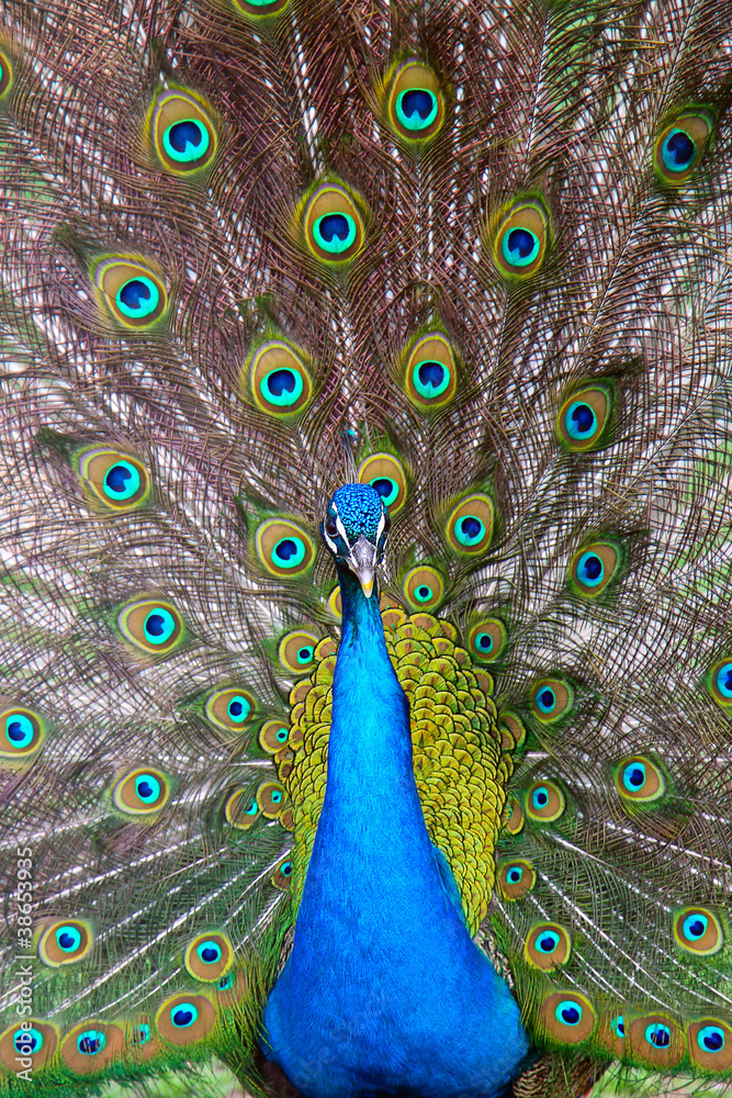 Obraz premium peacock with a tail