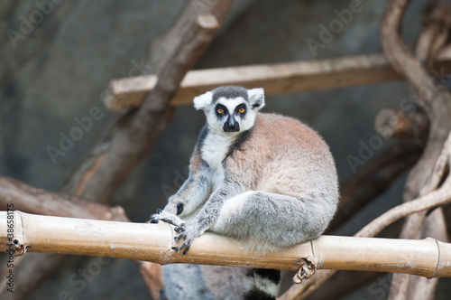 Beautiful lemur