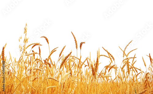 Leinwand Poster Wheat